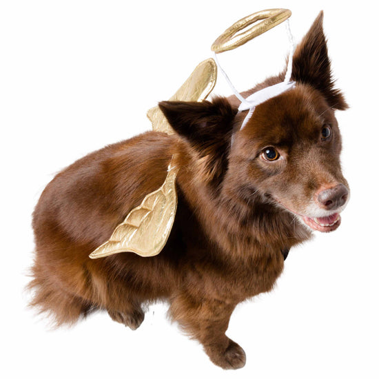 Pet Krewe Angel Costume for Cats & Dogs