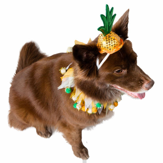 Pet Krewe Pineapple Hat & Collar Set for Cats & Dogs