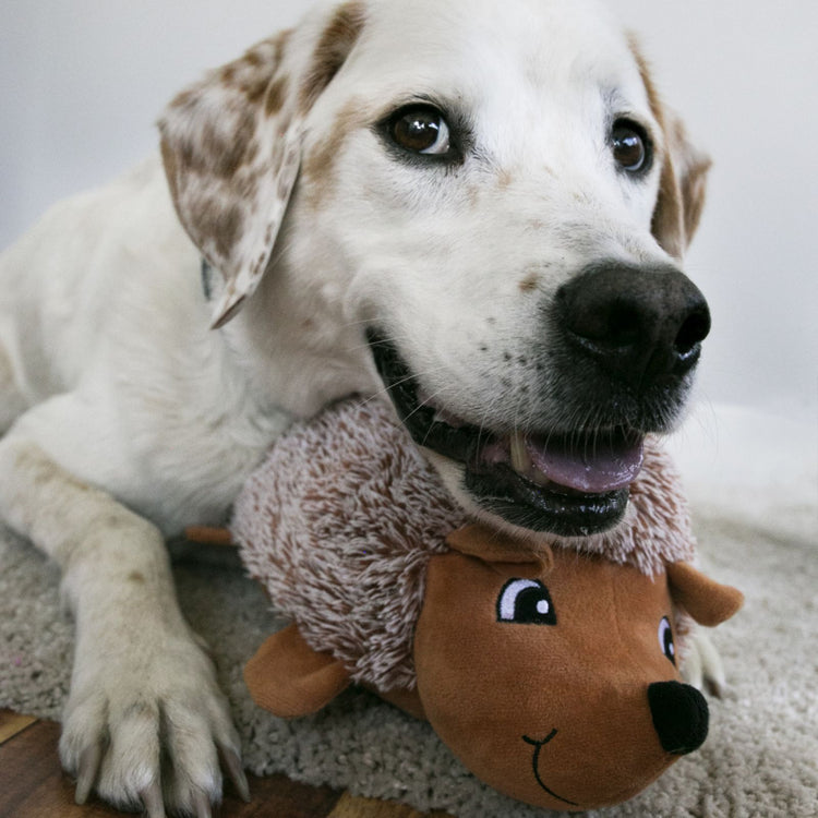 KONG Comfort HedgeHug Assorted Dog Toy