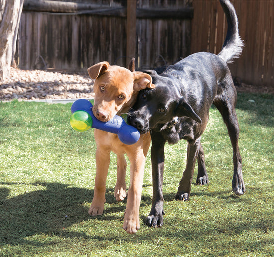 KONG Squeezz Action Dumbbell Dog Toy