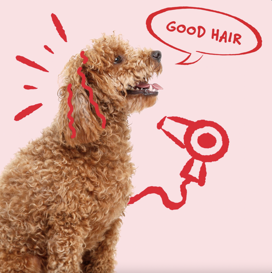 Bocce's Bakery Good Hair Soft & Chewy Dog Treats